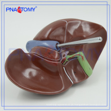 PNT-0469 modelo realista de fígado medicinal para estudo